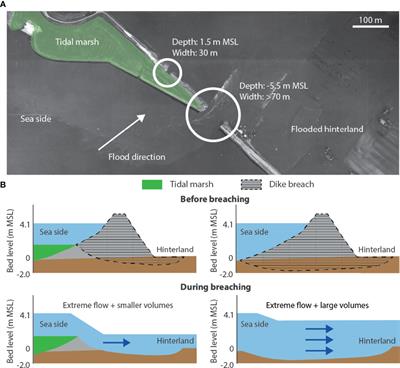 Stability of a Tidal Marsh Under Very High Flow Velocities and Implications for Nature-Based Flood Defense